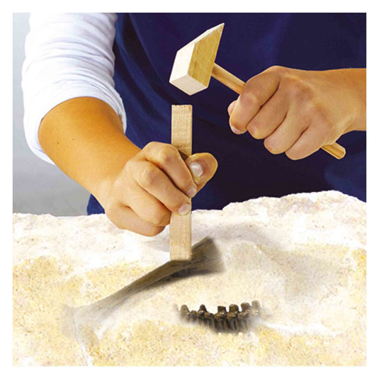 Ses explore dino en skelet opgraven 2in1 - triceratops