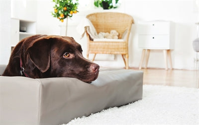 Load image into Gallery viewer, Bia bed Hondenmand original taupe
