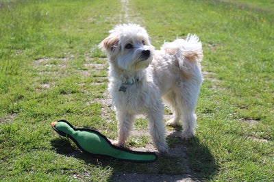 Load image into Gallery viewer, Happy pet gaudy game fazant
