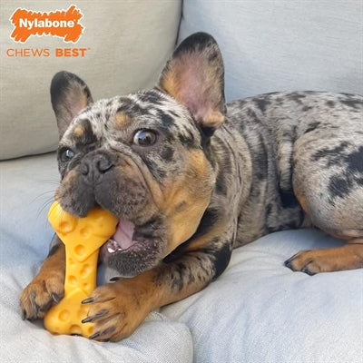 Load image into Gallery viewer, Nylabone dura chew cheese bone
