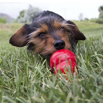 Load image into Gallery viewer, Kong Easy treat lever
