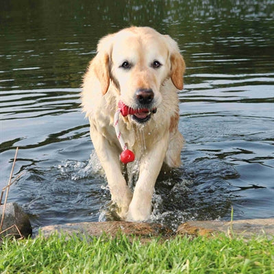 Load image into Gallery viewer, Trixie Dog activity mot-fun aqua speelgoed drijvend rood assorti
