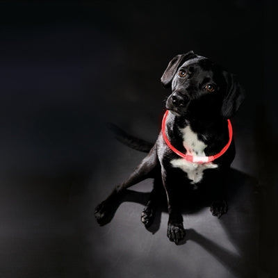 Load image into Gallery viewer, Trixie lichtgevende halsband usb flash light oplaadbaar tpu rood
