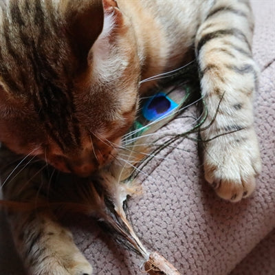 Load image into Gallery viewer, Croci euphoria kattenhengel matatabi pauwenveer
