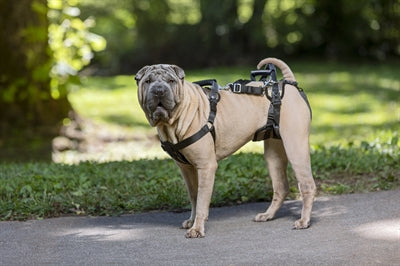 Load image into Gallery viewer, Solvit petsafe carelift voor en achter
