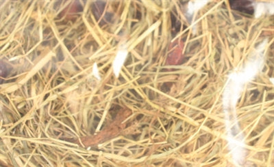 Load image into Gallery viewer, Excellent kruidenhooi rozenbottel en mint
