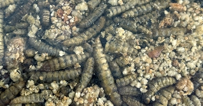 Load image into Gallery viewer, Utopia Roodborst merel winterkoning mix
