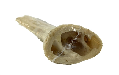 Load image into Gallery viewer, Petsnack hoorn core
