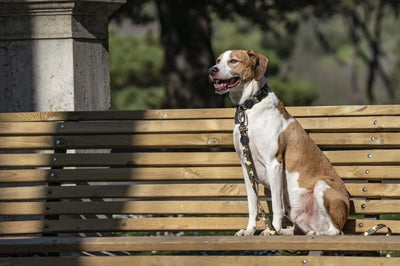 Load image into Gallery viewer, Morso hondenriem gerecycled full metal dog bruin
