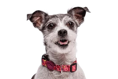 Load image into Gallery viewer, Morso halsband hond gerecycled pink think roze
