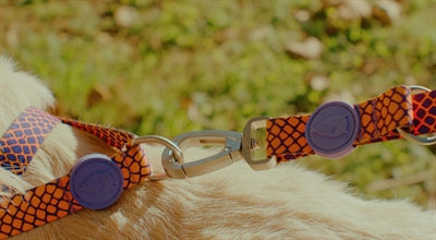 Load image into Gallery viewer, Morso hondenriem verstelbaar gerecycled urban lizard rood
