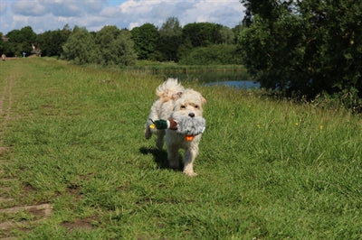 Load image into Gallery viewer, Happy pet migrator pluche wilde eend
