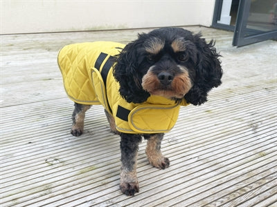 Load image into Gallery viewer, Happy pet hondenjas go walk quilted classic mosterd
