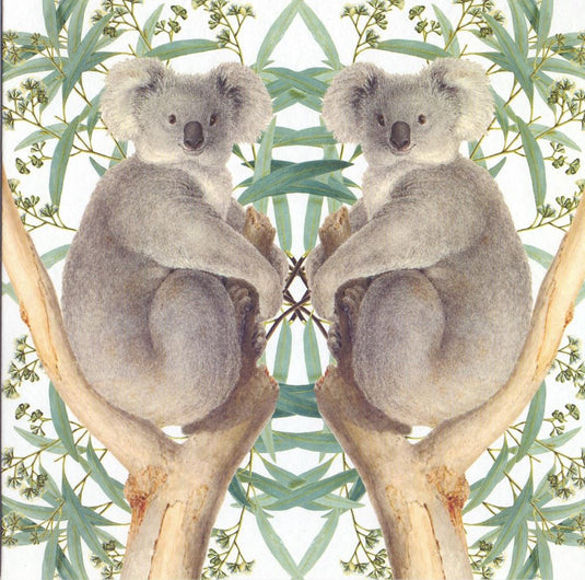 Kaart+envelop koalaberen. 16x16 cm