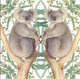 Kaart+envelop koalaberen. 16x16 cm
