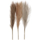 Http: www.cchobby.nl pampasgras-l-50-cm-licht-beige-lichtbruin-lichtgrijs-3-stuk-1-bol