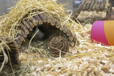 Load image into Gallery viewer, Happy pet speelbal wilg
