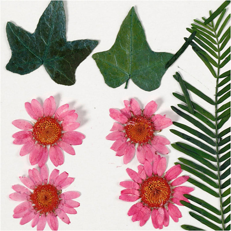 Load image into Gallery viewer, Creativ company gedroogde bloemen en bladeren lichtrood, 19dlg.
