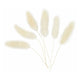 Creativ company http: www.cchobby.nl hazenstaart-gras-l-3-7-cm-6-stuk-1-doos