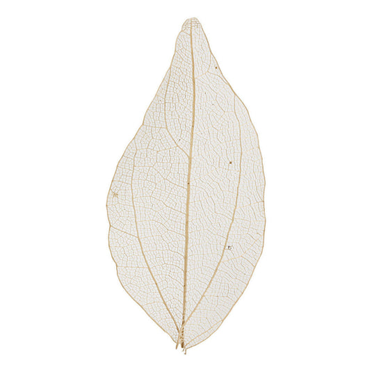 Creativ company skeleton leaves naturel gedroogde bladeren, 20st.