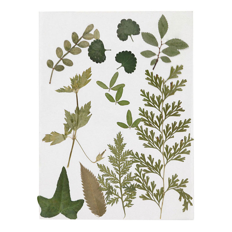 Load image into Gallery viewer, Creativ company gedroogde bloemen en bladeren groen
