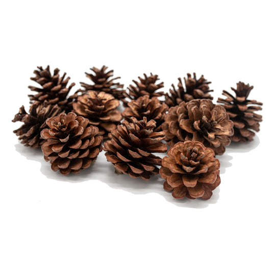 Colorations - dennenappels, 12st.