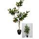 Deco citroen- sinaasappelboom h120cm