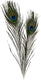 Creativ company pauwenveren, 10st.