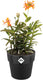 Elho b.for original rond 25 - bloempot voor binnen - 100% gerecycled plastic - ø 24.7 x h 23.2 cm - living black