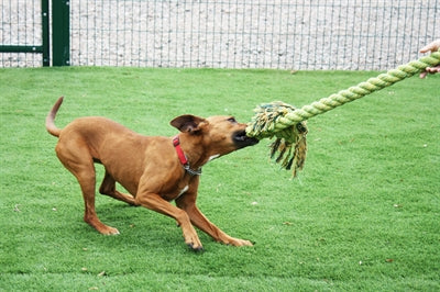 Load image into Gallery viewer, Happy pet king size tug flostouw
