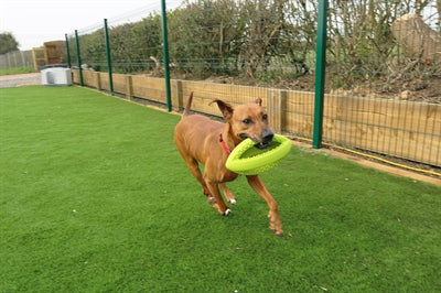 Load image into Gallery viewer, Happy pet grubber interactieve rugbybal
