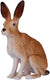 Mojo wildlife haas - 381072