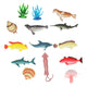 Zeedieren, 11st.