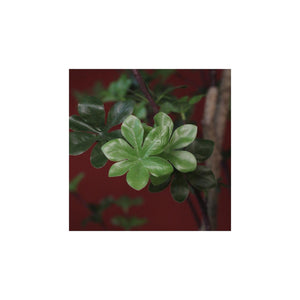 Countryfield plant dysosma pleiantha 150cm groen