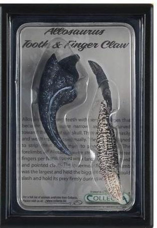 Collecta figurine gift set - allosaurus tand en vinger