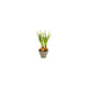 Countryfield kunstbloem in pot muscari wit 12x17x28cm