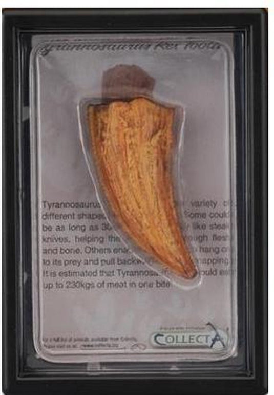 Collecta figurine gift set - t-rex tand - prehistorie - handgeschilderd - miniatuur