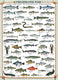 Eurographics legpuzzel vissen - 1000 stukjes puzzel volwassenen.