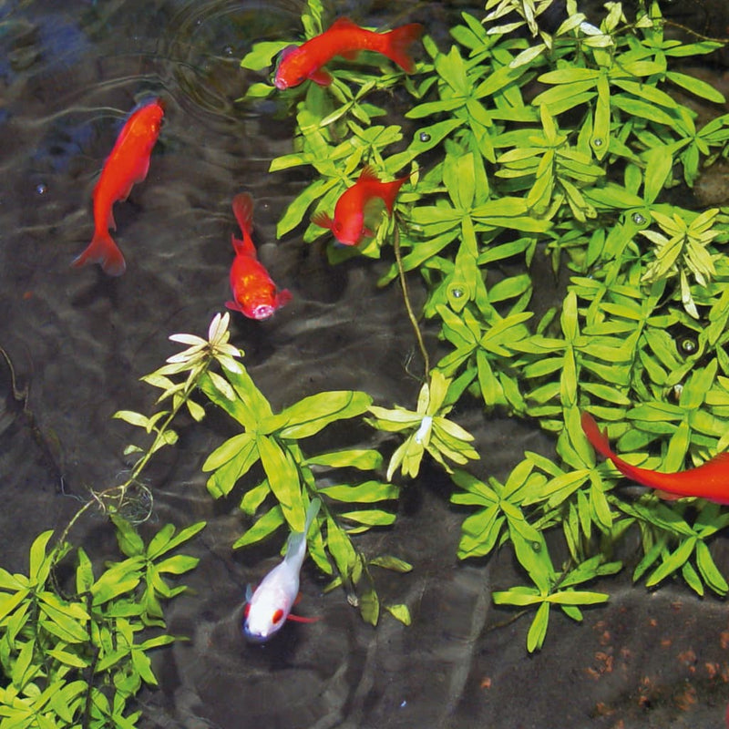 Load image into Gallery viewer, Ubbink vijverwaterbehandeling tegen algen aqua oxy 500 ml
