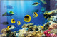 Kangaro bureau onderlegger - 38x58cm - aquarium - antislip - met insteekvakken