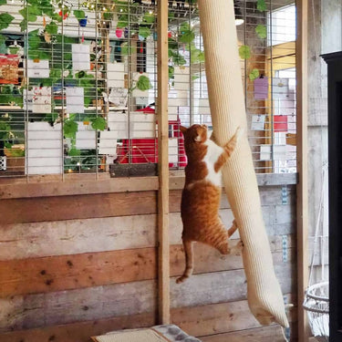 Quapas! klimzak voor katten 180 cm sisal