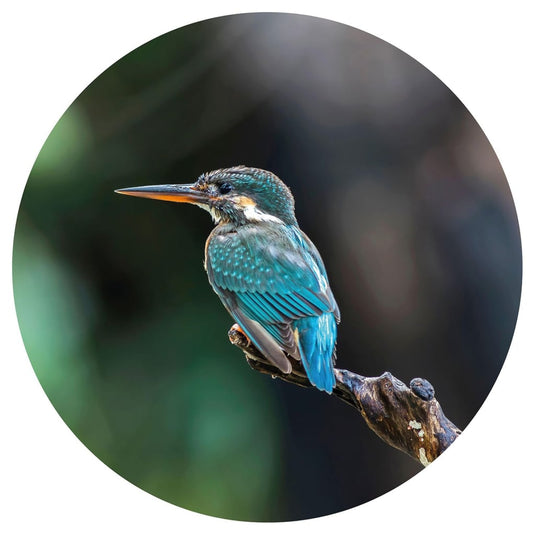 Wallart behangcirkel the kingfisher 142,5 cm