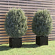 VidaXL Plantenbakken 2 st 40x40x40 cm massief grenenhout zwart