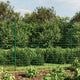 Vidaxl draadgaashek met flens 1,8x10 m groen