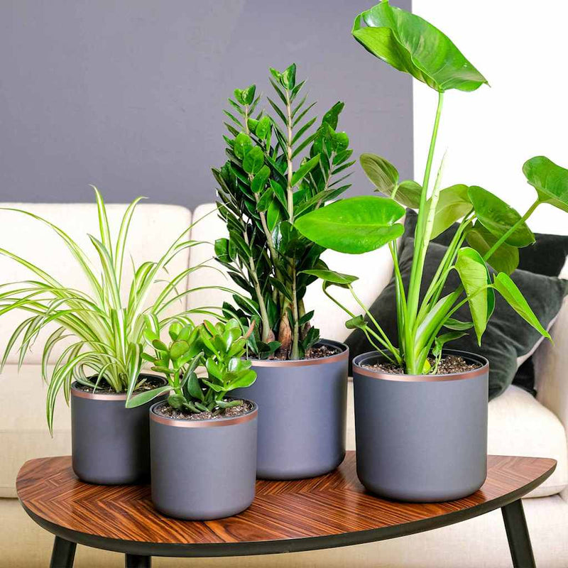 Load image into Gallery viewer, Vidaxl kopertape 6 pcs koper 2000 x 1 cm koper
