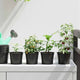 Vidaxl bloempot 100 pcs zwart ø 15 x 12.5 cm kunststof