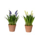 Decoris kunstplant druifjes in pot ã˜11xh26cm 2 assorti