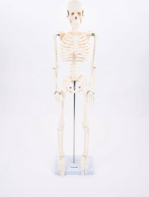 Tickit® tickit educatief skelet half-schaal model speelgoed anatomie.