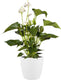 Elho brussels rond wielen 40 - grote bloempot voor binnen - 100% gerecycled plastic - ø 39.0 x h 36.5 cm - wit