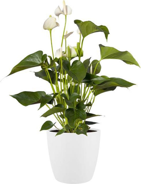 Elho brussels rond wielen 47 - grote bloempot voor binnen - 100% gerecycled plastic - ø 46.5 x h 43.5 cm - wit